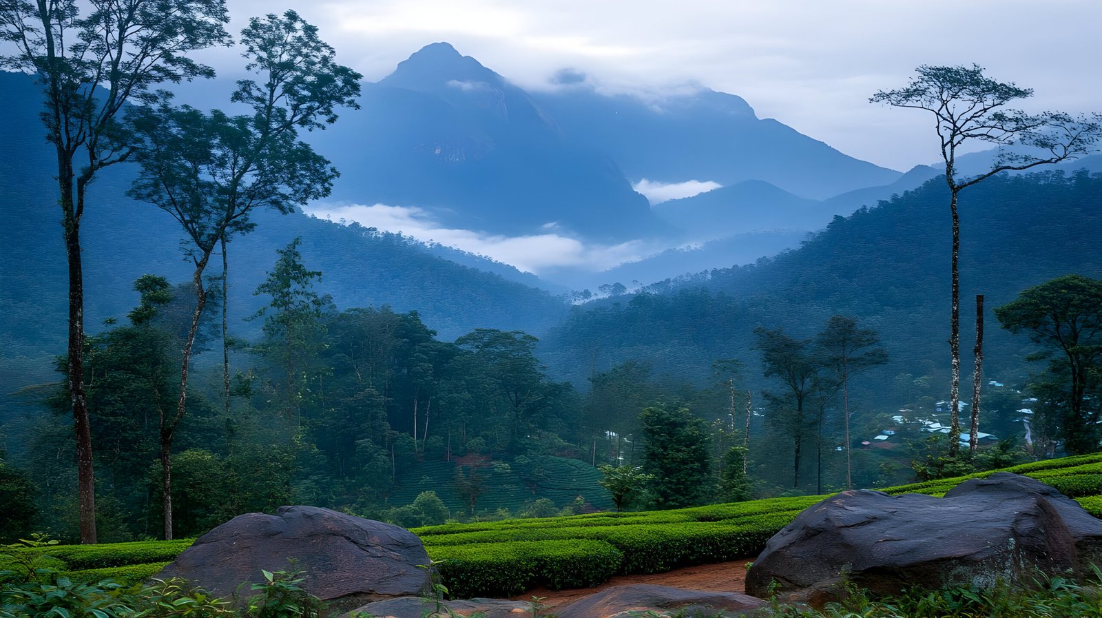 Misty Mountain Tea Plantation Landscape